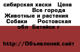 l: сибирская хаски › Цена ­ 10 000 - Все города Животные и растения » Собаки   . Ростовская обл.,Батайск г.